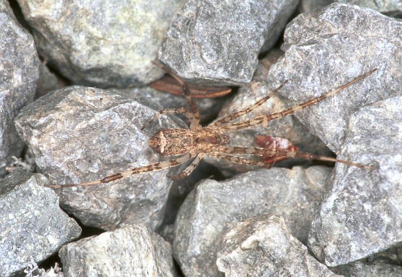 Episinus_maculipes_F2209_Z_85_Les Gris_Frankrijk.jpg